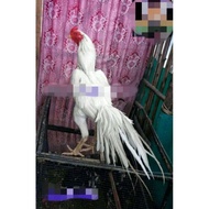 telur ayam bangkok ekor lidi trah juara