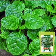 High Yield Malabar Malabar Seeds 10g 10g - thegioihatgiong