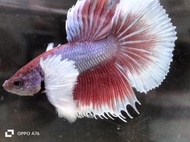 Halfmoon Dumbo betta fish / Super Big Big Ear 大耳朵/ STRONG AND HEALTHY / MALE Random pick.