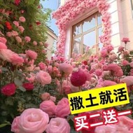 現貨  特價 小欣種業薔薇花種籽四季開花盆栽花卉大花月季玫瑰花種子庭院爬藤攀巖花籽