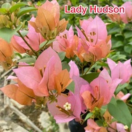 Bunga Kertas Id lady hudson @ bougainvillea lady hudson (live Plant  bougainvillea )