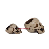 Fiberglass Skull Aesthetic Ashtray