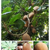BIBIT TERMAHAL BUAH SAWO MAMEY SAPOTE JUMBO - MAME MEMEY MEME SAPHOTE