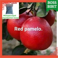 BIBIT JERUK PAMELO MADU /RED PAMELO OKULASI TINGGI 70CM BIBIT TANAMAN BUAH JERUK POHON BUAH JERUK PA