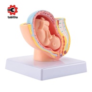 Human Pregnancy Fetal Development 9Th Month Embryonic Pelvic Model Fetus Foetus Pregnancy Anatomy of