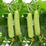 Fruit seeds Ready stock Four seasons sowing festival melon cucumber cucumber potted balcony farm vegetable seeds