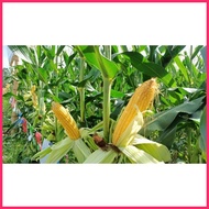 ஐ ❖ ▥ Bravado F1 Hybrid Sweet Corn Pack - Condor Quality Seeds