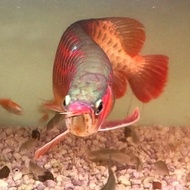 ikan arwana super red