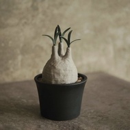 塊根植物撲滿-象牙宮