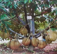 Durian Monthong@Bantal Mas