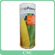 200GM SS 932 SS932 Asia Manis F1 Hybrid Sweetcorn Yellow Sweet Corn Jagung Kuning Crop Power