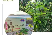 【屏東竹田 台灣土肉桂茶 一盒(10包)】100%天然無添加 享受無負擔的甜