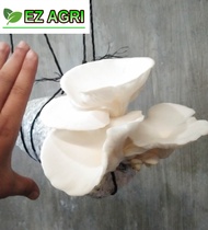 [GIANT BIG - WITH FREEBIES] WHITE MUSHROOM FRUITING BAG/ SEEDLING BAG / OYSTER MUSHROOM FRUITING BAG / KABUTENG SAGING / White Button Mushroom - Crimino Mushroom - Jolibee mushroom PIZZA MUSHROOM SELECT THE VARIETIES