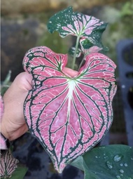 Caladium Thai Beauty - Beautiful Exotic Looking House Plant