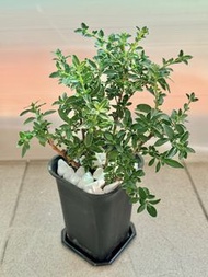 🍀金邊六月雪 （Hakonechloa macra）【六月雪的翠綠色和優雅的葉片形狀被視為象徵繁榮和富貴的象徵，一種具有良好風水意義的植物）