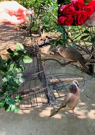 Lồng bẫy chim cu gáy sẵn lá ngụy trang hàng chuẩn