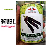 ▣▦FORTUNER F1 Hybrid Eggplant Seeds