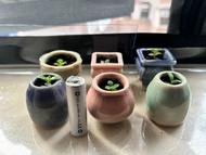 小盆栽 🪴 蕾絲公主（學名：Kalanchoe laetivirens）是景天科落地生根屬的多年生肉質草本多肉植物 2026 年植物風水改善健康、財運、事業、愛情 適合家居辦公室