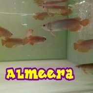 HOT DEALS ARWANA AROWANA SUPER RED CHILI BLOOD RED READY STOCK