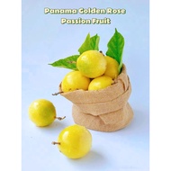 Panama Golden Rose Passion Fruit Fresh Fruit Buah Markisa Rose Kuning Segar巴拿马黄金玫瑰百香果(1kg+-)/15piece