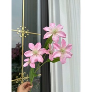 Ban flower /fire orchid / begonia flower