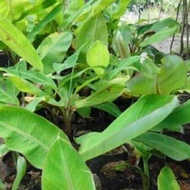 1x ANAK POKOK PISANG LEMAK MANIS (ANAK POKOK)