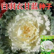 White Kale Seeds Kale Seeds Kale Seeds Edible Ornamental Dual-use Autumn Four Seasons Sowing Potted 