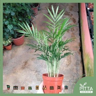 Bamboo Palm (PTP0135)