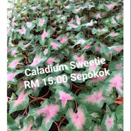 Pokok Caladium Sweetie