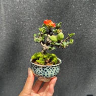 日本紅花長壽梅∣迷你盆景 開花中