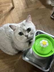 自動寵物飲水器 循環濾水設計
