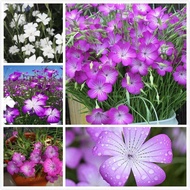 เมล็ดพันธุ์ บอนสี Agrostemma Githago Seeds Purple White Wheatgrass Flower Seeds ไม้ดอก เมล็ดดอกไม้ ต้นไม้ฟอกอากาศ ต้นไม้มงคล บอนไซ ต้นไม้ ไม้ประดับ ต้นไม้แคระ เมล็ดพันธุ์แท้ ผักสวนครัว บรรจุ 50 เมล็ด คุณภาพดี ราคาถูก ของแท้ 100% ปลูกง่ายปลูกได้ทั่วไทย