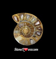 #Ammonite fossil
#ฟอสซิลหอย #แอมโมไนต์ 
#หินธรรมชาติ

(แอมโมไนต์/Ammonite) 
#ฟอสซิล (Fossil) ได้กักเก็บพลังธรรมชาติ ในการเปลี่ยนแปลงจากพลังงานด้านลบ ให้เป็นพลังงานด้านบวก