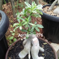tanaman hias bonsai adenium variegata