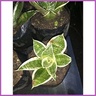 ∈ ✸ ◆ DWARF SNAKE PLANT FOR SALE