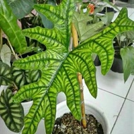 tanaman hias alocasia jacklyn