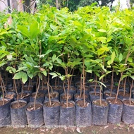 Bibit Tanaman Buah Kelengkeng Seedling Murah