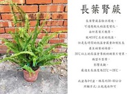 心栽花坊-長葉腎蕨/4吋/綠化植物/室內植物/觀葉植物/蕨類/售價120特價100