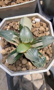 花影克錦(多肉植物，塊根植物，球根植物，龍舌蘭，大型多肉植物，仙人掌，仙人球，仙人頭，石化，綴，菊水，海鮮，草球，牡丹，玉露，室內外，戶外，夠光)