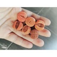 26.3. 21-bh Lithops As Photo 1.5-1.8 cm Bilingual Flower Red Jade