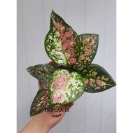 TKP, Aglaonema Anyamanee Tricolor, Rare Aglaonema ,Rare Plant , Real Live Plant , 三色常青芋，Pokok Hidup 