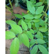 ANAK POKOK STABIL DALAM PASU Senna Occidentalis (Coffeeweed/Coffee Senna/Stinking Weed/Peni Thora)