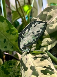 迷彩粗肋鼠刺繡徽章