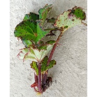CUTTING UBI Begonia/Begonia READY STOCK/Live Plant