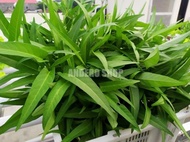 Ready Ab Mix Sayur Daun 50 Liter Paramudita Nutrient Nutrisi