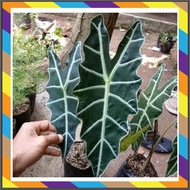 Tanaman Hias Keladi AmazonAlocasia Amazon Grosir