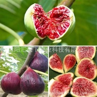 Fig Seeds Four Seasons Courtyard Sowing Honey Fruit Seeds Milk Berries Fairy Fruit Saplings Fruit Tr