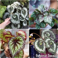 50pcs Begonia Seeds Bonsai Plant Indoor and Outdoor Herb Seeds for Planting Live House Plant Spa Flo