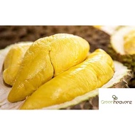<Greenheavenz> Musang King Durian D197 Fruit Tree Anak Pokok Buah Durian Musang King 猫山王 果王榴莲