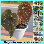 High Quality Rare Begonia Seeds Hosta Plantaginea Seeds for Sale (mixed Varieties 35pcs/bag) Bonsai Seeds for Planting Flowers Begonia Flower Seeds Mayana Plants Seeds Evergreen Plants Indoor Ornamental Plants Air Plants Real Live Plants for Sale Flowers